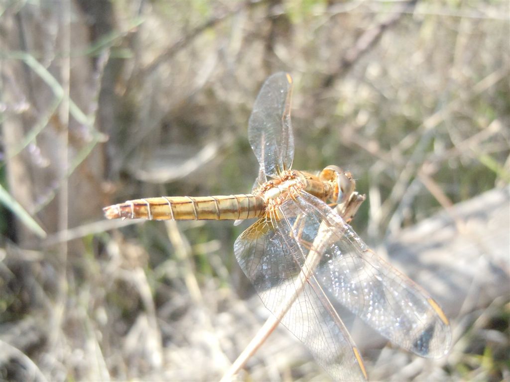 Crocothemis erythraea femmina